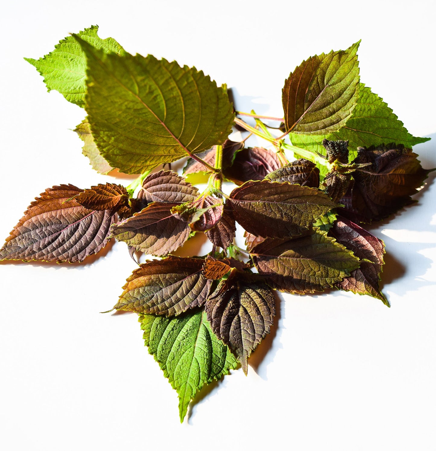 Scalp therapy stimulating Treatment