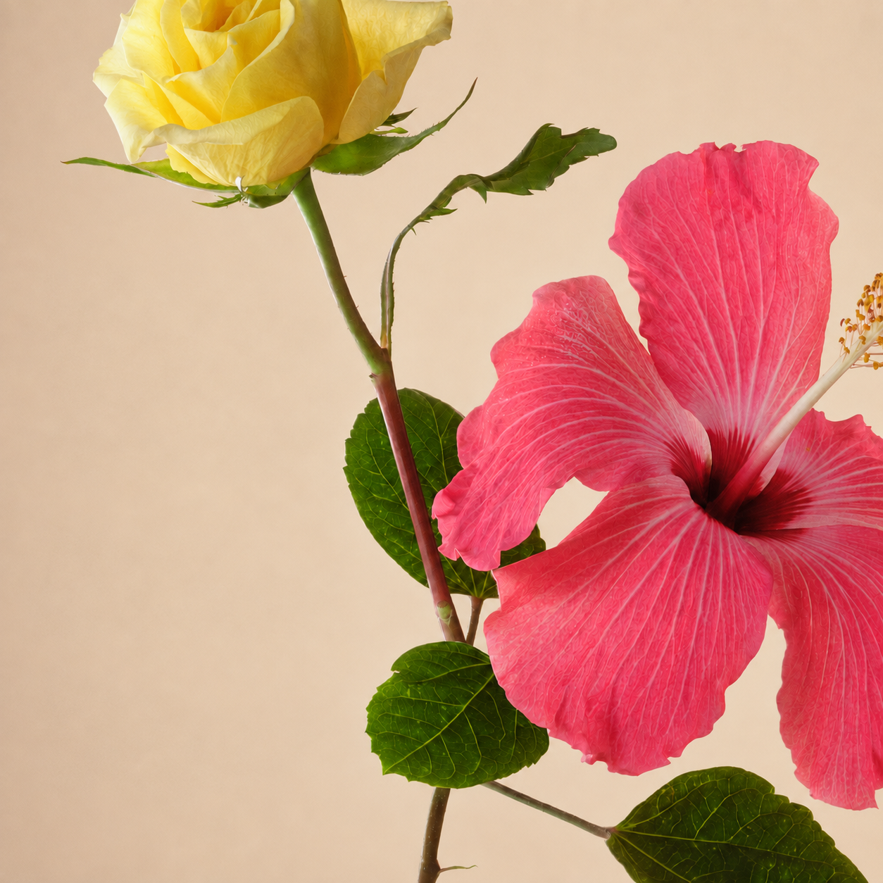 Hibiscus Vibrancy Complex